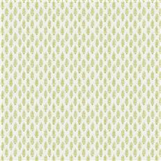 Perugia (Fc) - Celery