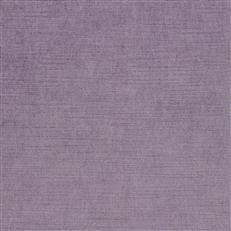 Ella Pfr (Ri) - Performance - Phlox